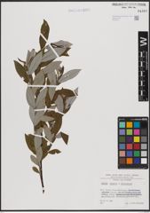 Foto von Salix caprea L. x Salix eleagnos Scop.